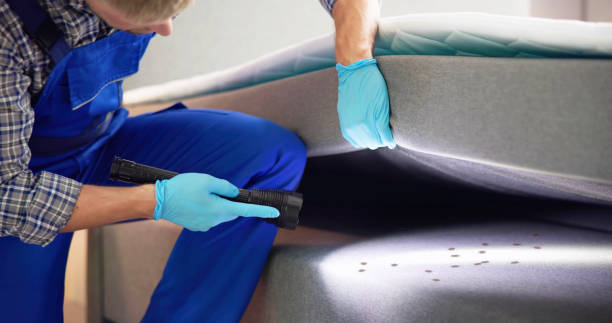 Best Termite Control Services  in Kingstowne, VA