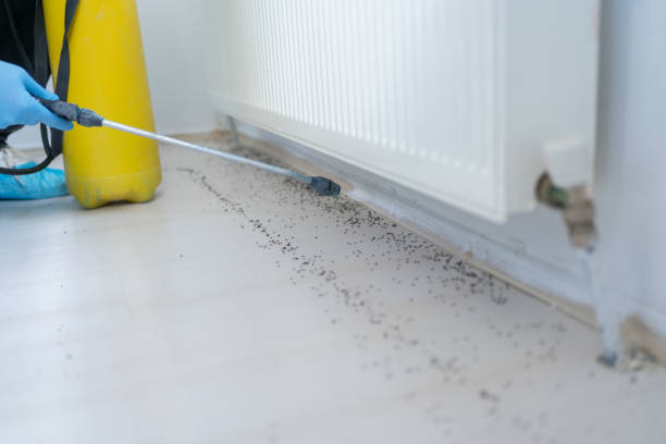 Best Spider Control Near Me  in Kingstowne, VA